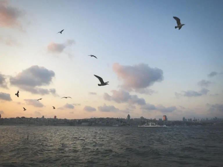 İstanbul Boğazı üzerinde martılar; Türkiye'de yaşayan yabancılar için ikamet izni reddine itiraz