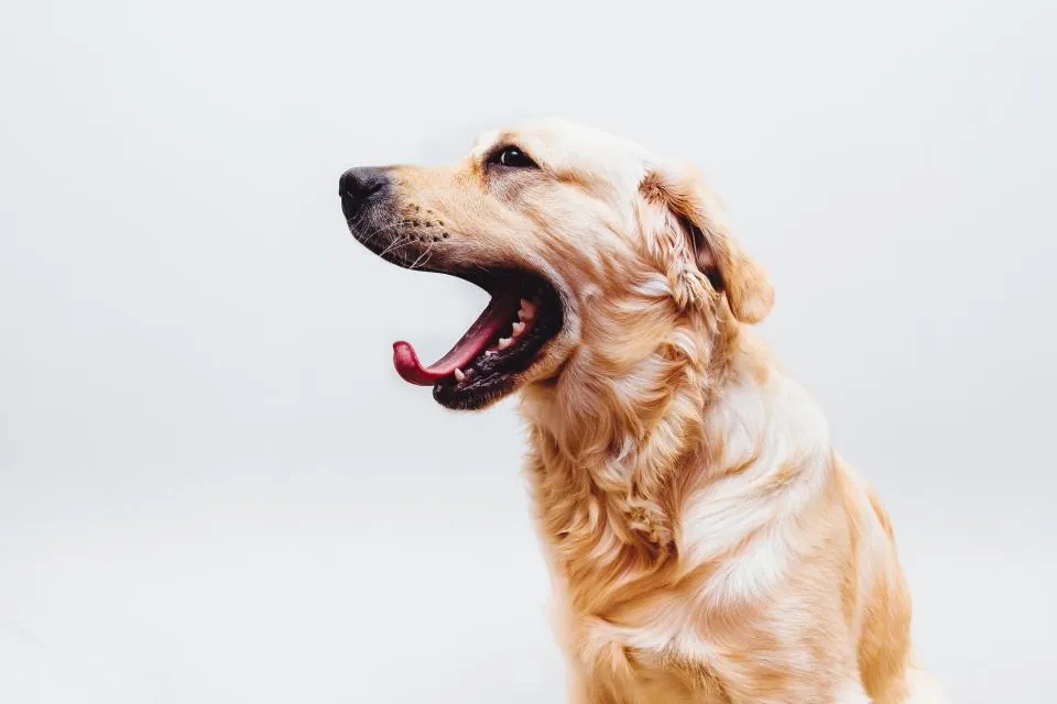 Ağzını açmış, dişleri görünen sarı tüylü köpek
