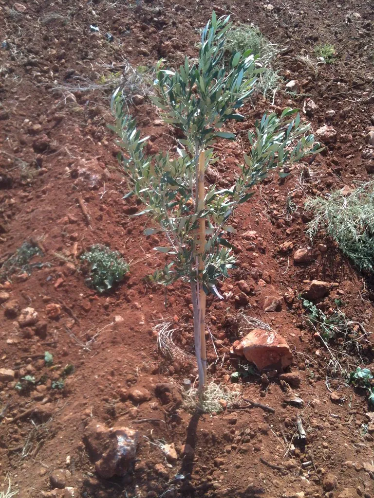 Kırmızı topraklı tarım arazisine yeni dikilmiş genç zeytin fidanı