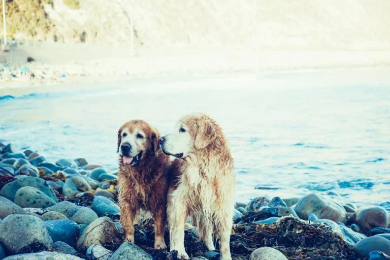 İzmir'de hayvan saldırısı yazısı için deniz kenarında duran iki köpek
