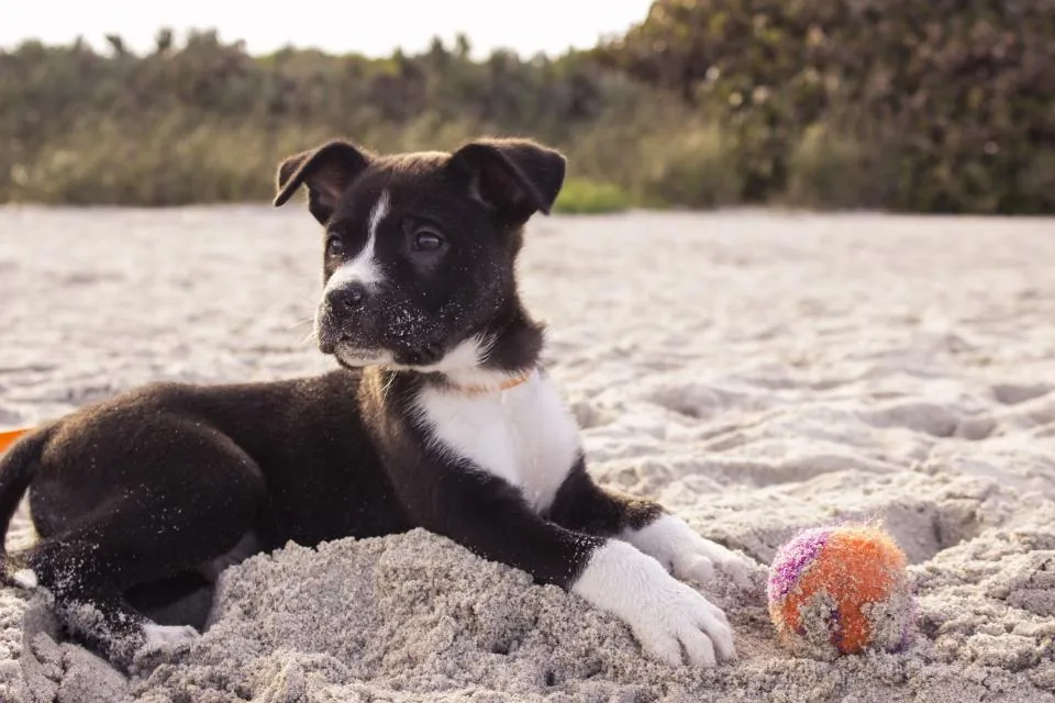 Kumsalda yatan siyah beyaz köpek