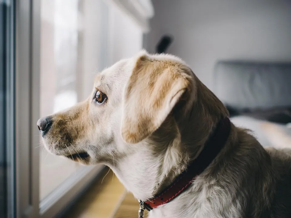 Tasmalı bir köpeğin pencere önünde dışarıya bakması
