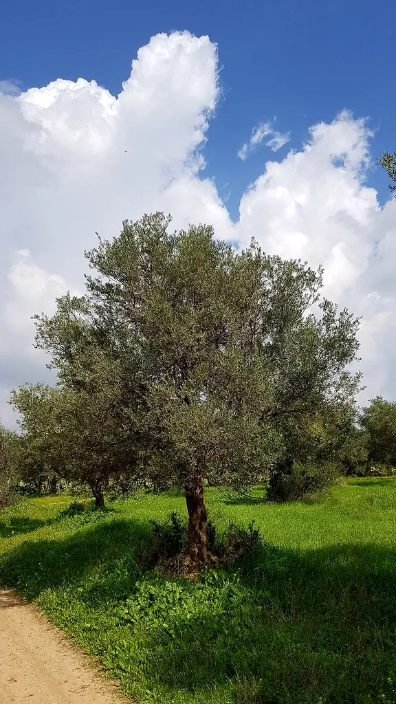 Yeşil tarla kenarında tek başına duran yaşlı zeytin ağacı