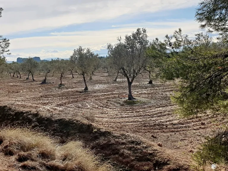 Sürülmüş toprakta zeytin ağaçları: Tire dava süreci çoğu zaman tarım arazisi uyuşmazlıklarıyla başlar