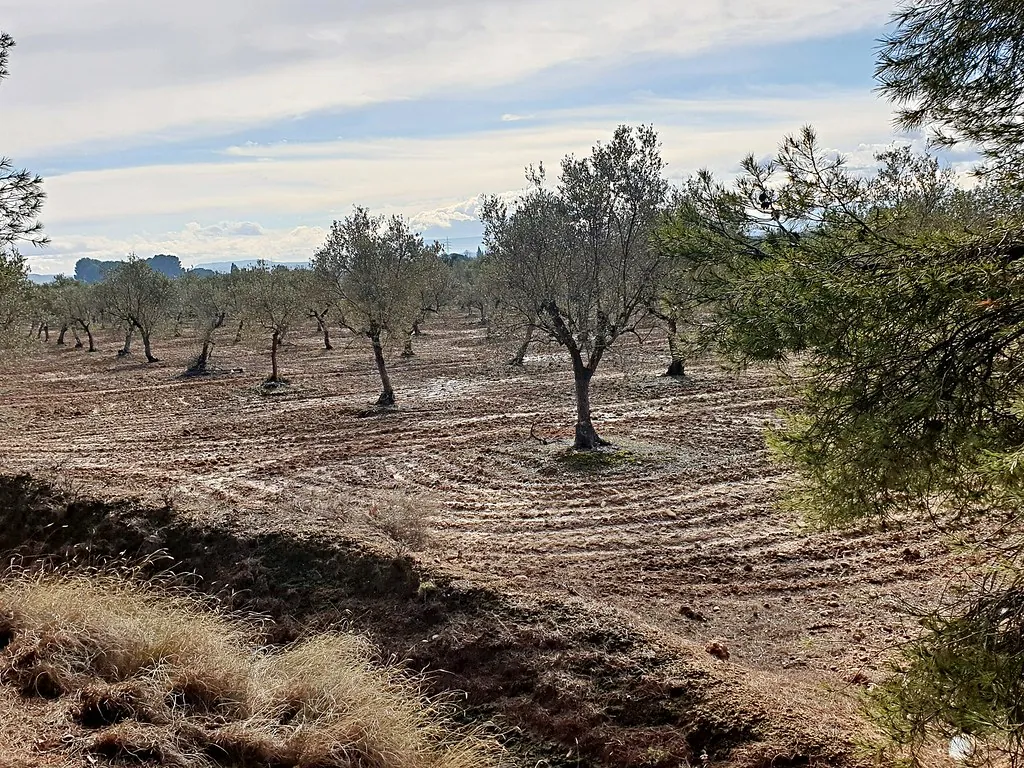 Sürülmüş toprakta zeytin ağaçları: Tire dava süreci çoğu zaman tarım arazisi uyuşmazlıklarıyla başlar