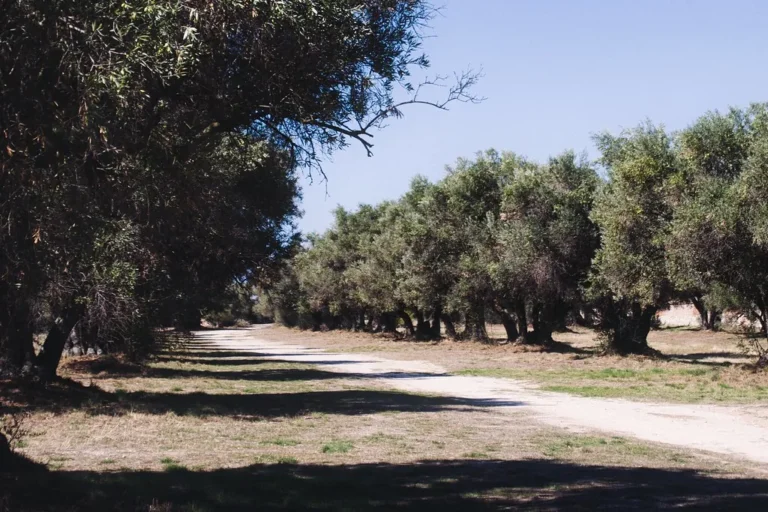 Urla'da zeytinlik ve imar kısıtına konu olabilecek yaşlı zeytin ağaçları arasındaki toprak yol