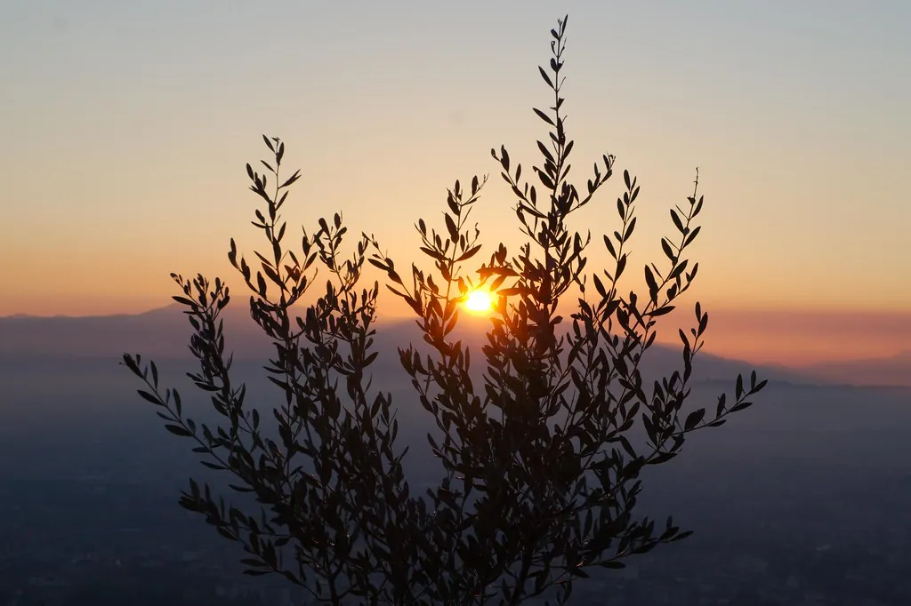 Gün batımında tepe üzerindeki zeytin ağacının silueti
